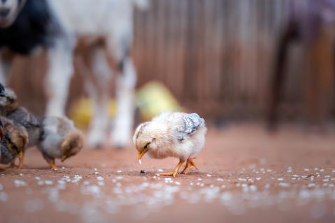 Chicken Farming